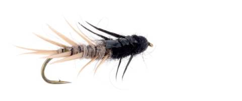 Stone Creeper